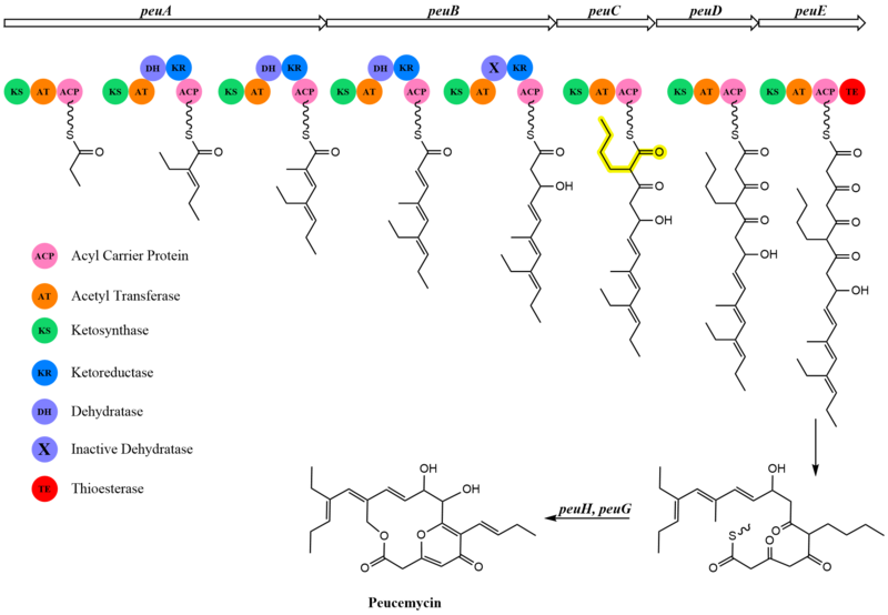 File:PeucemycinBiosynthesisFigure.png