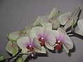 Phalaenopsis cultivar