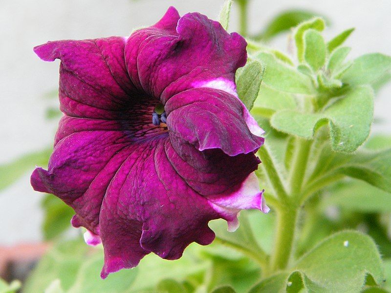 File:Pink Petunia.jpg