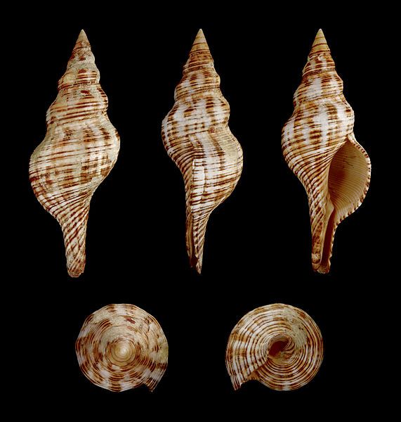 File:Pleuroploca filamentosa 01.JPG