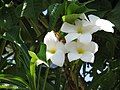 Plumeria pudica