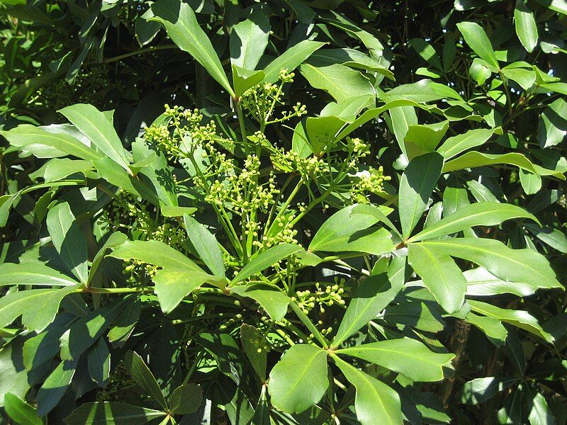 File:Pseudopanax-lessonii-005.jpg