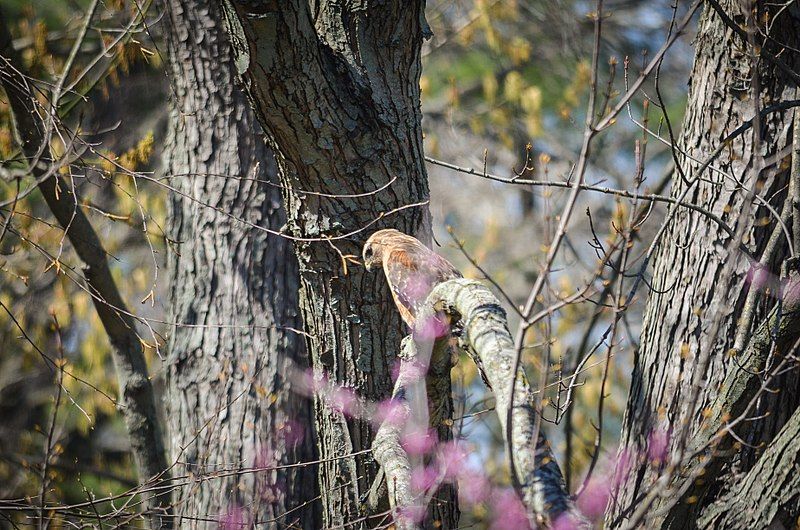 File:Red-shouldered hawk indy.jpg