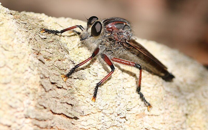 File:Robberfly LCNP.jpg