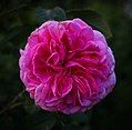 'Gertrude Jekyll'[16]