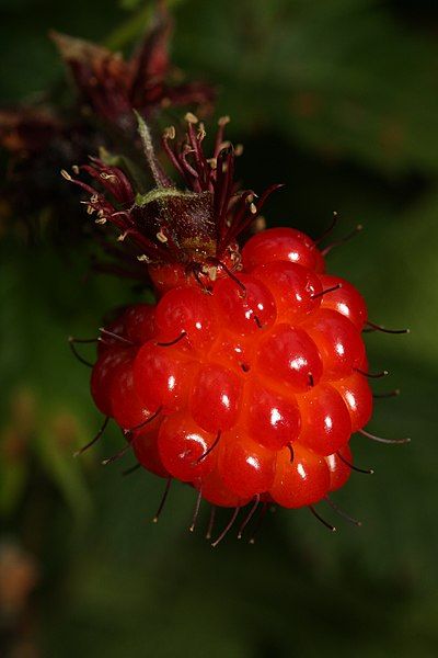 File:Rubus spectabilis 1564.JPG