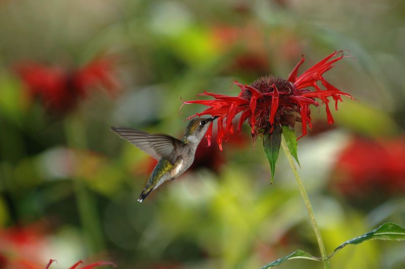 File:RubyThroatedHummingbird.jpg