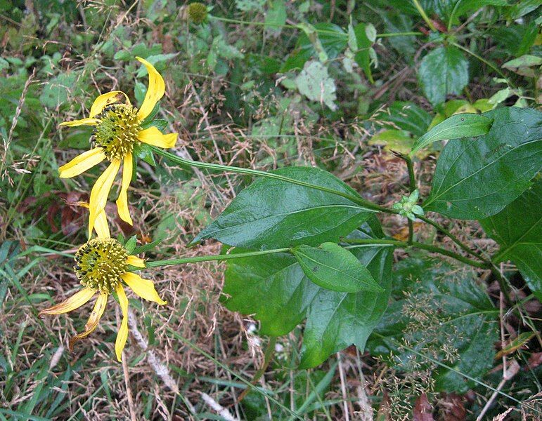 File:Rudbeckia laciniata humilis.jpg