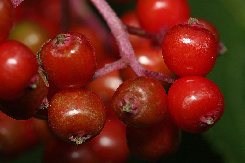 File:Sambucus racemosa 1567.JPG