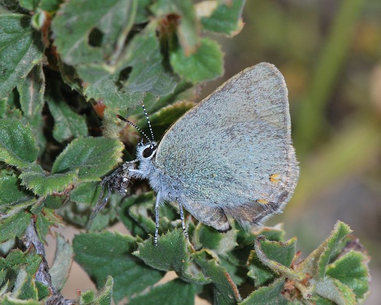 File:Satyrium myrtale 1.JPG