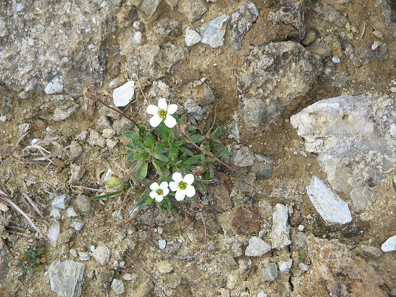 File:Saxifraga androsacea02.jpg