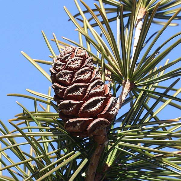 File:Sciadopitys verticillata (cone).jpg