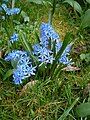 Scilla bifolia