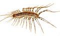 Image 3The house centipede Scutigera coleoptrata has rigid sclerites on each body segment. Supple chitin holds the sclerites together and connects the segments flexibly. Similar chitin connects the joints in the legs. Sclerotised tubular leg segments house the leg muscles, their nerves and attachments, leaving room for the passage of blood to and from the hemocoel (from Arthropod exoskeleton)