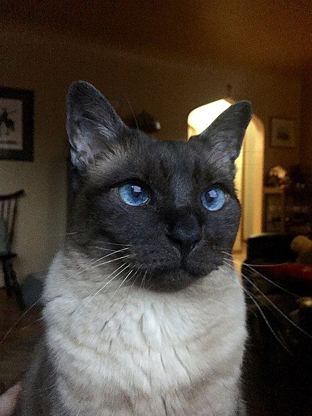 File:Sealpoint-siamese-hybrid.jpg