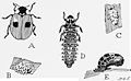 Life cycle of Adalia bipunctata. Illustration from Insects, Their Way and Means of Living by R. E. Snodgrass