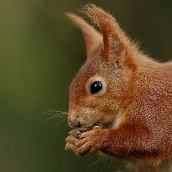 File:Squirrel Vane.jpg