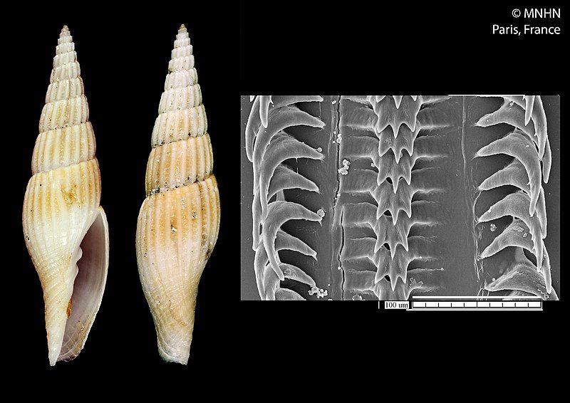 File:Tosapusia bismarckeana (MNHN-IM-2013-19695).jpeg