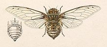 Illustration of Quesada gigas with wings outstretched