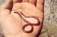 European blind snake