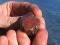 An unpolished piece of jasper fresh from the ground