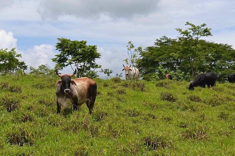 File:Vacas en Nicaragua.jpg