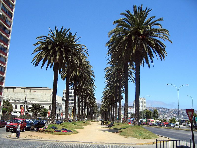 File:Valparaiso Palmeras.jpg