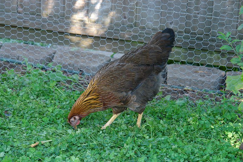 File:Welsummer hen.jpg