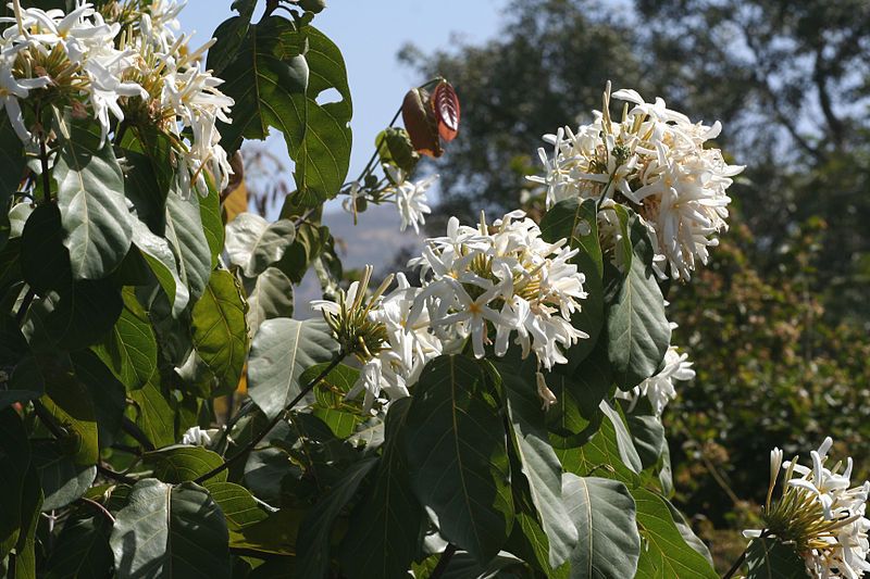 File:Wild jasmine.jpg