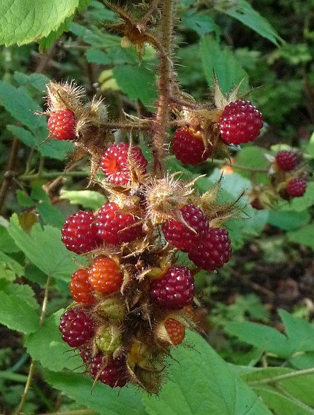 File:Wineberries (5287129428).jpg