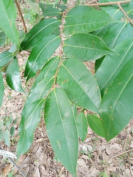 File:Xylopia aethiopica leaf.jpg