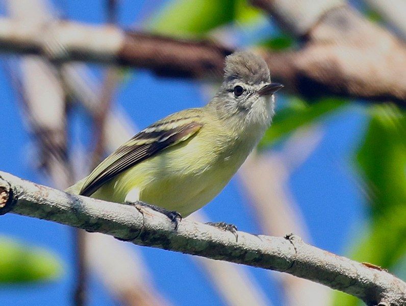 File:Yellow-bellied Elaenia.jpg