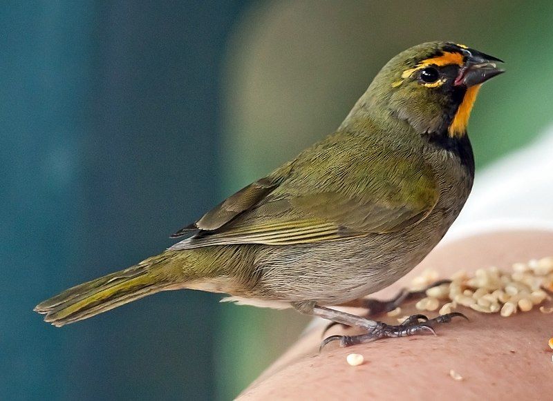 File:Yellow-faced-grassquit-eating-seeds.jpg