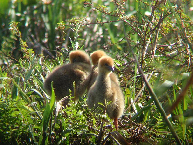 File:Young Southern Screamer.JPG