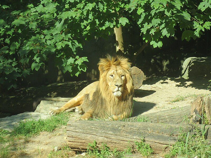 File:Zoo Mulhouse 023.JPG