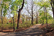 Trees and a pathway in the Ramble