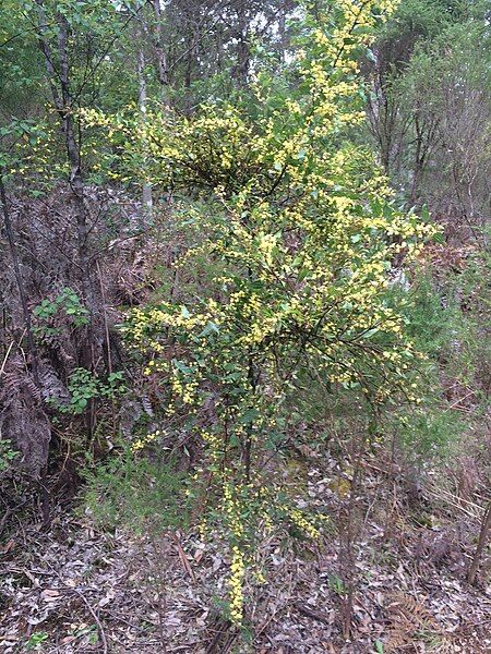 File:Acacia urophylla habit.jpg