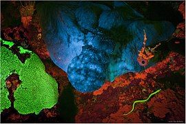 Adaptive-Evolution-of-Eel-Fluorescent-Proteins-from-Fatty-Acid-Binding-Proteins-Produces-Bright-pone.0140972.g001