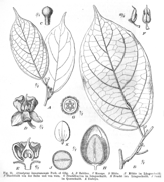 File:Afrostyrax kamerunensis.png