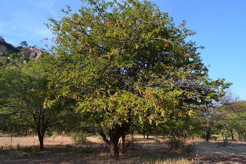 File:Albizia harveyi03.jpg