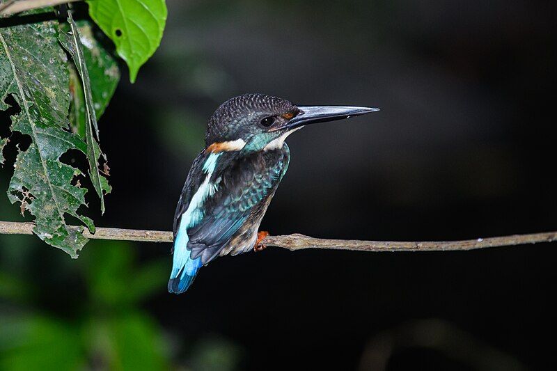 File:Alcedo-peninsulae.jpg