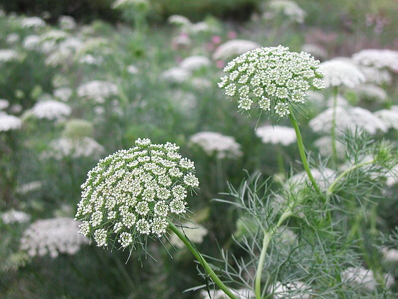 File:Ammi Visnaga (289632722).jpg