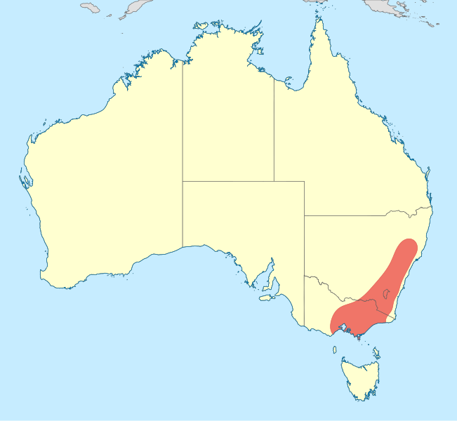 File:Austropetalia distribution map.svg