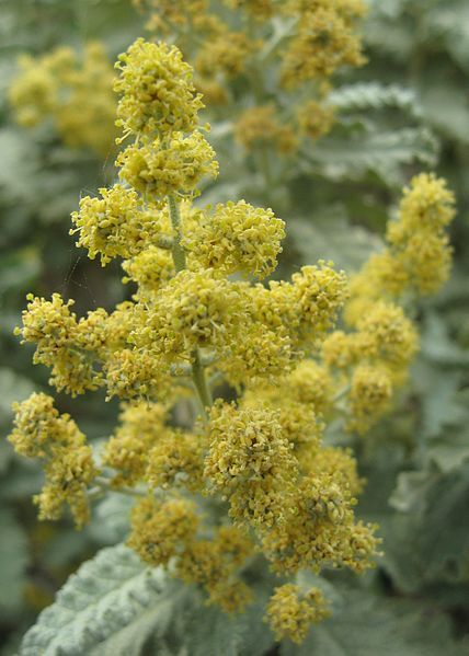 File:B. glomerata flowers.jpg