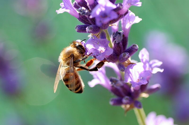 File:Biene auf lavendel.jpg