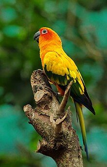 Sun conure (Aratinga solstitialis)