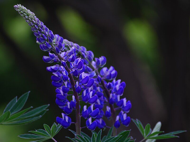 File:Blaue.Lupine.jpg