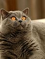 Image 81The British Shorthair was an inspiration for the Cheshire Cat in Lewis Carroll's Alice in Wonderland. (from Culture of the United Kingdom)