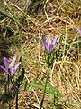 Brodiaea californica close-up flower