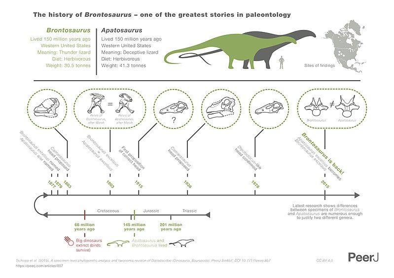 File:Brontosaurus infographic.jpg